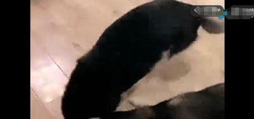 被窝福利二视在线观看,温馨瞬间，尽享视觉盛宴